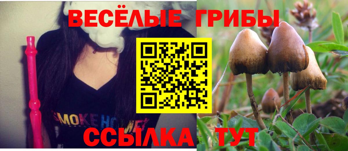 Галлюциногенные грибы Psilocybe Ишим